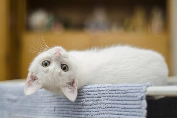 Cat Services in Wynantskill NY