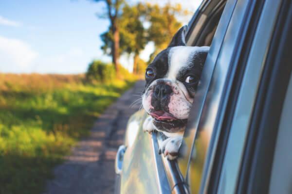 Dog Veterinary Services in Wynantskill NY
