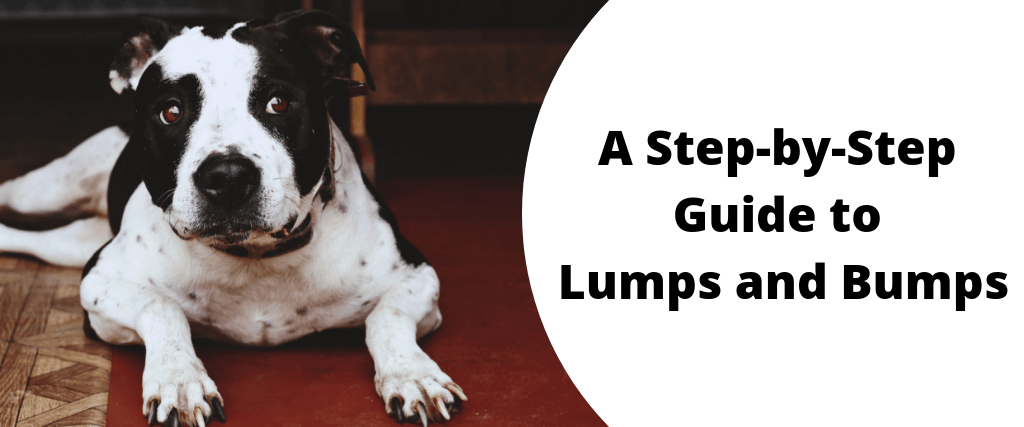 what do cancer lumps feel like on dogs