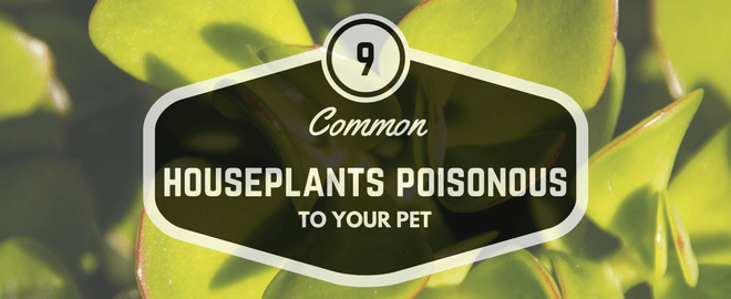 9 Popular Houseplants That Are Toxic to Dogs