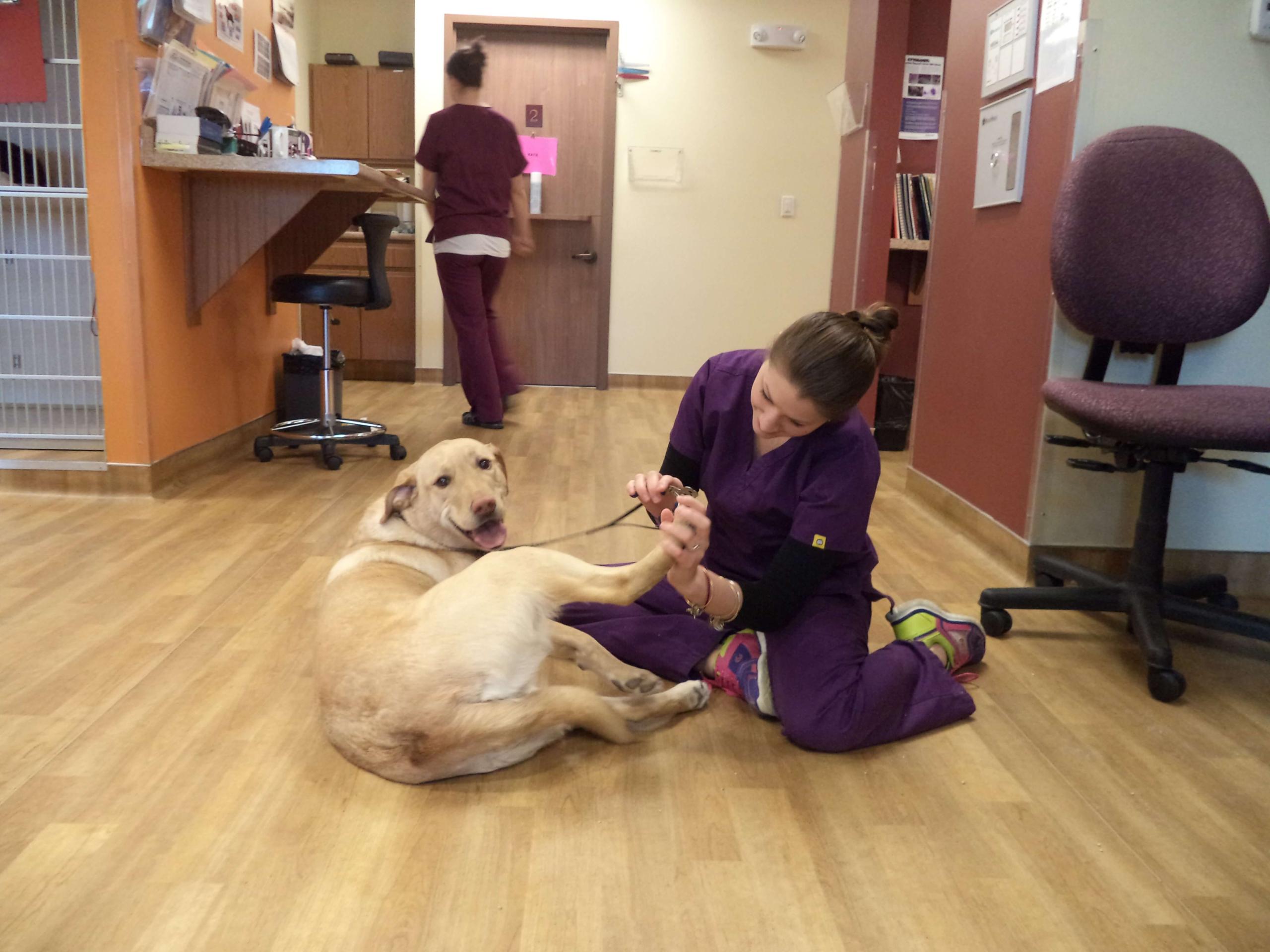 Wynantskill New York Veterinarians 4 paws What makes us different