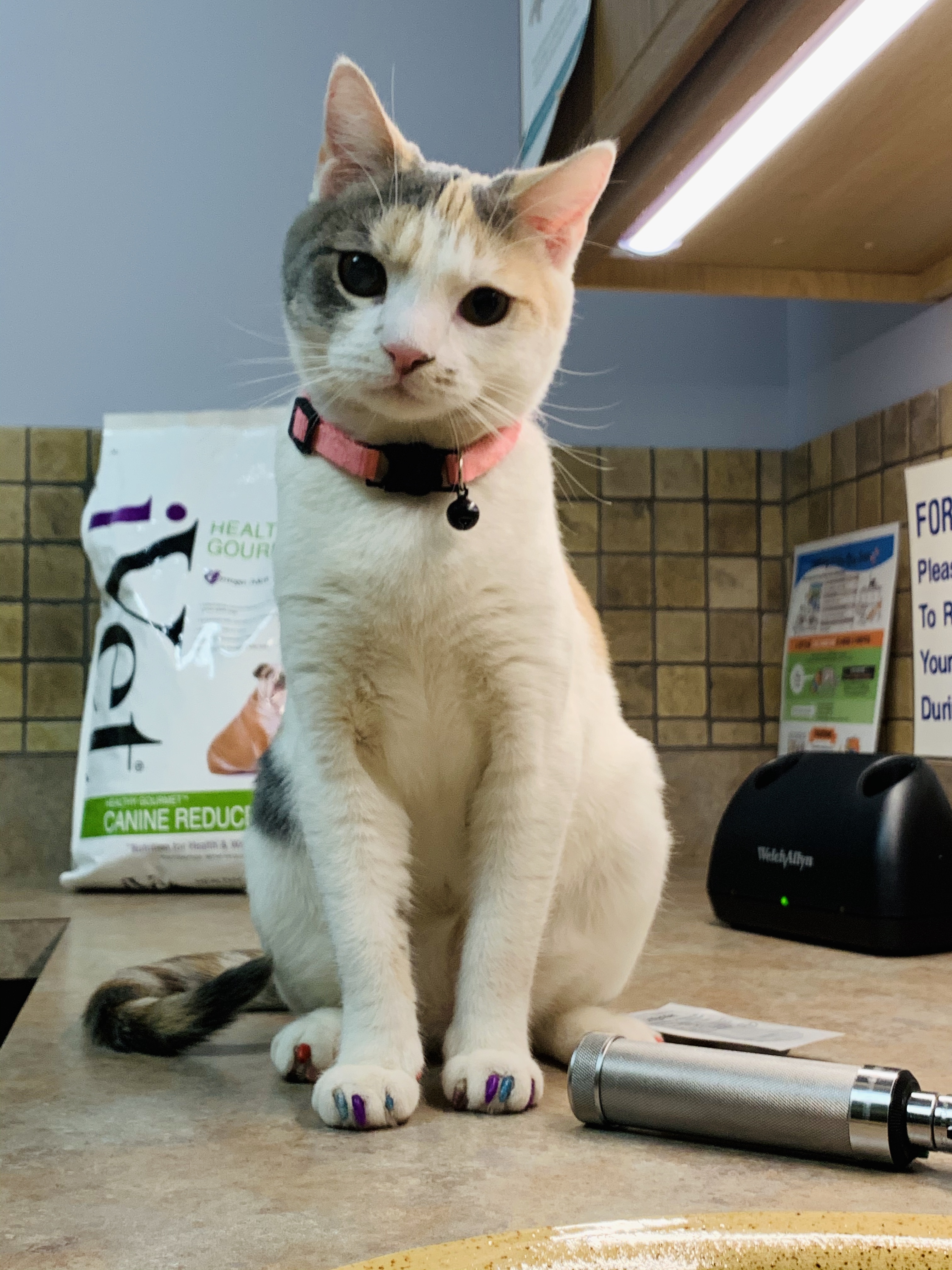 How Do Professionals Cut Cat Nails? 7 Vet-Approved Useful Tips