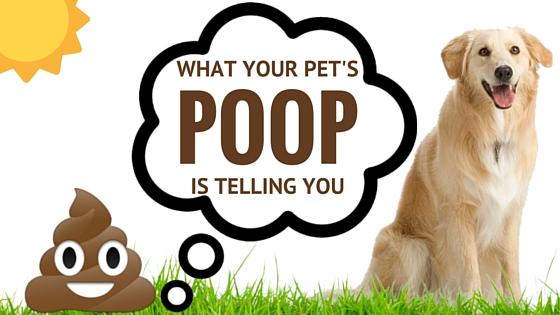 Dog poop litter box best sale