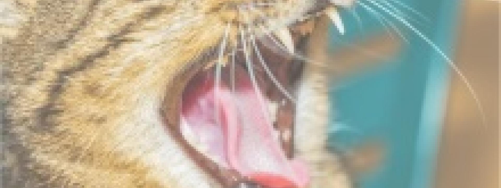 What is periodontal disease?