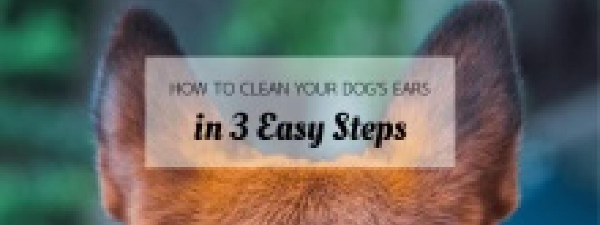 How to Clean Your Dog’s Ears in 3 Easy Steps