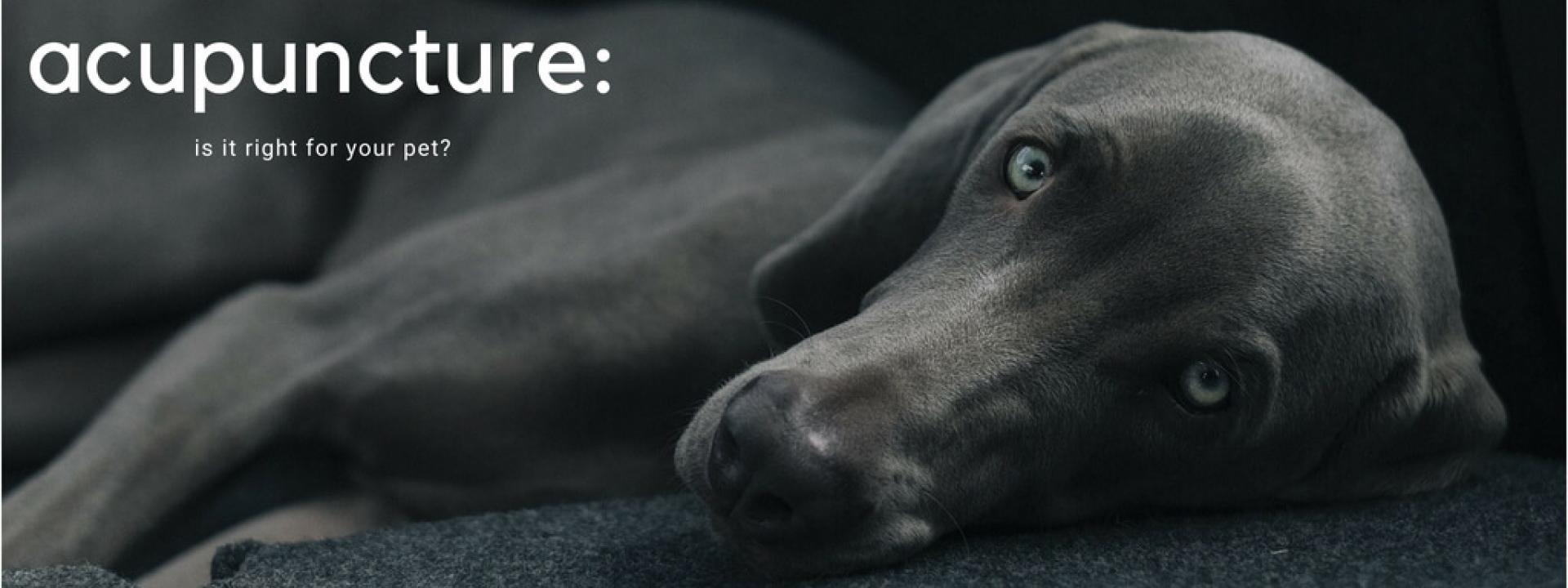 vet clinic near me vet clinic near me