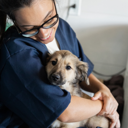 vet holding puppy