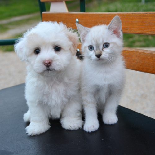 puppy and kitten