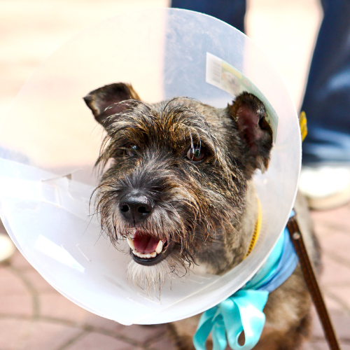 dog in a cone