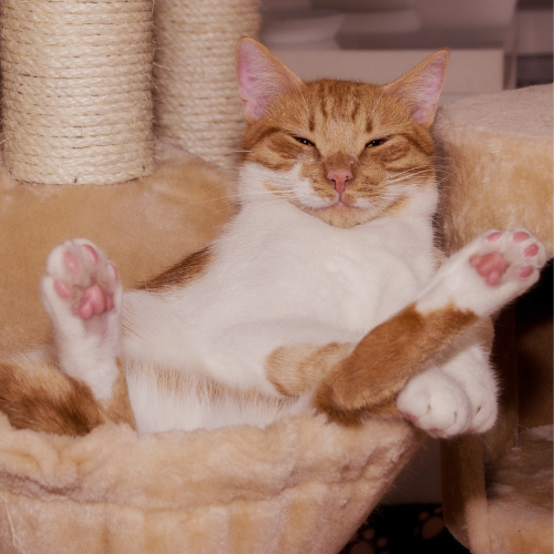 relaxed cat