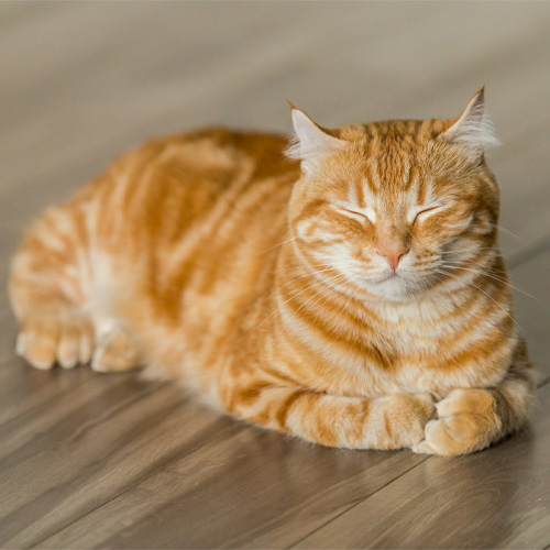 A-beautiful-orange-cat-sitting-on-a-wooden-floor-with-its-eyes-closed A beautiful orange cat sitting on a wooden floor with its eyes closed.