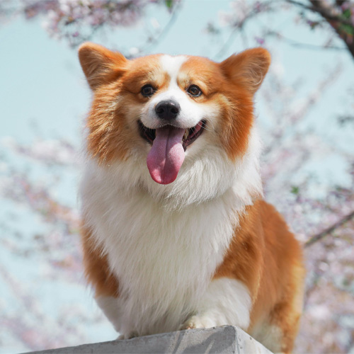 A-brown-and-white-dog-in-frame-with-a-pink-flowers-in-back A brown and white dog in frame with a pink flowers in back.