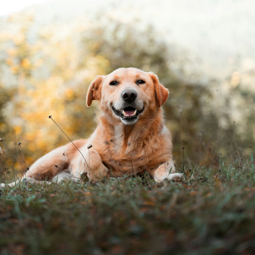 A-brown-dog-sitting-in-a-field A brown dog sitting in a field