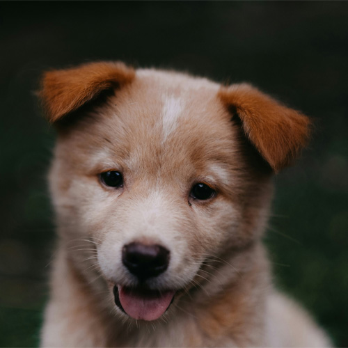 A-cute-puppy-looking-at-camera A cute puppy looking at camera.