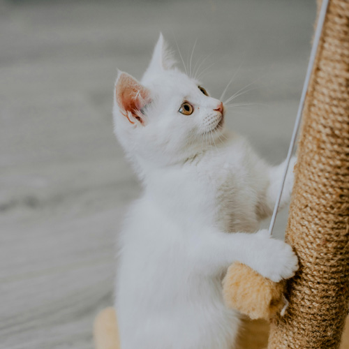 A-cute-white-kitten-playing-with-rope A cute white kitten playing with rope