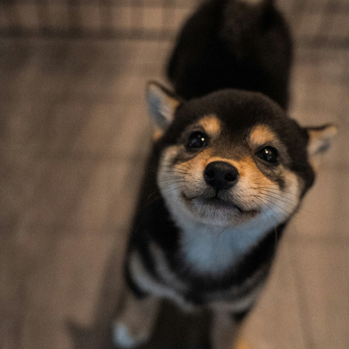 A-cutre-small-puppy-looking-upward-at-camera A cute small puppy looking upward at camera.