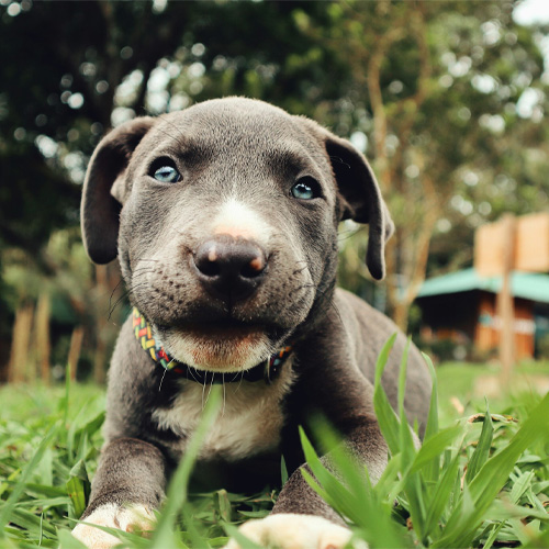 A-grey-Pitbull-puppy-with-blue-eyes-sitting-on-grass A grey Pitbull puppy with blue eyes sitting on grass