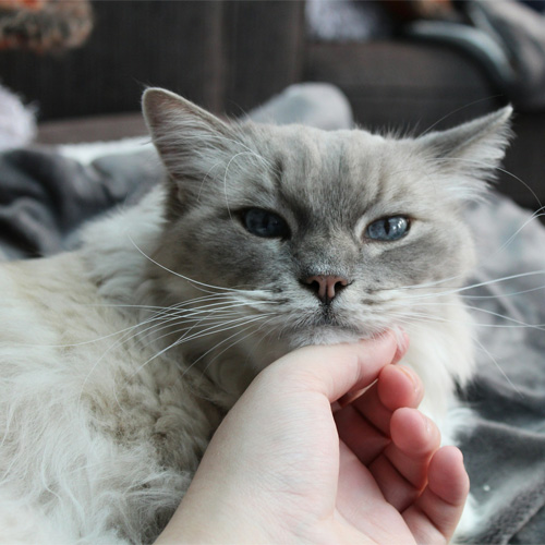 A-grey-beautiful-cat-being-caressed-by-a-person-hand A grey beautiful cat being caressed by a person hand.