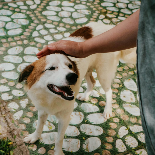 A-happy-white-and-brown-spotted-dog-is-being-pet-by-a-human-hand A happy white and brown spotted dog is being pet by a human hand.