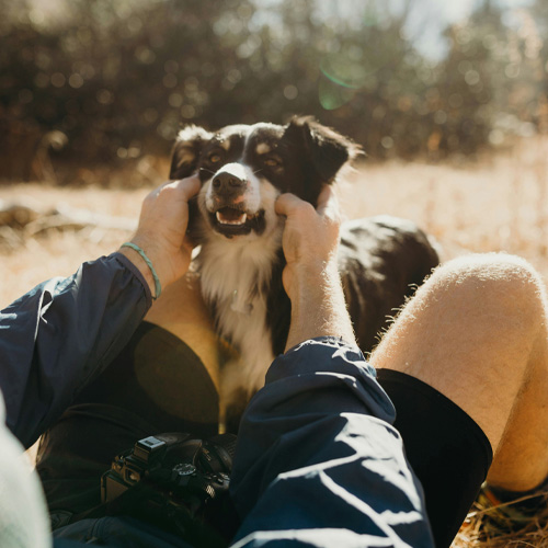 A-human-playing-with-a-cute-dog A human playing with a cute dog