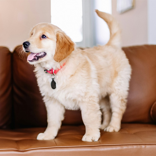 A-light-brown-puppy-standing-on-a-brown-couch A light brown puppy standing on a brown couch.