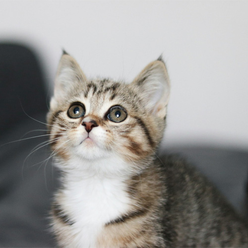 A-small-kitten-looking-upward A small kitten looking upward.
