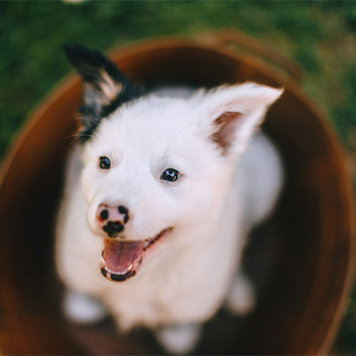 A-small-white-puppy-laughing A small white puppy laughing.