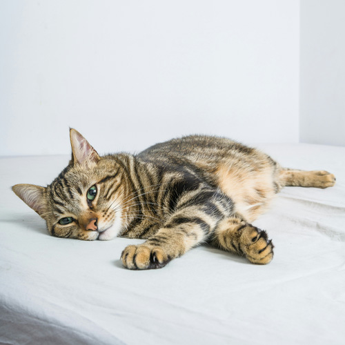 A-tabby-cat-lying-on-a-white-bed A tabby cat lying on a white bed.