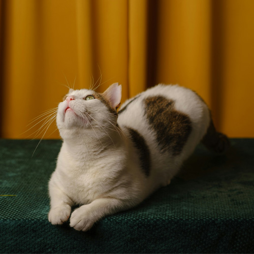 A-white-and-brown-cat-lying-on-a-green-surface-looking-upwards A white and brown cat lying on a green surface looking upwards.