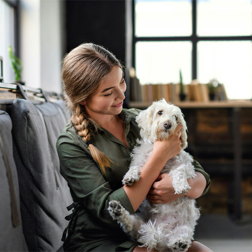 A-white-dog-being-caressed-by-a-lady A white dog being caressed by a lady.