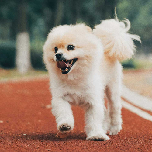 A-white-small-dog-on-a-stroll-at-a-park A white small dog on a stroll at a park.