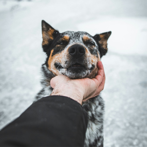 Close_up-of-a-person's-hand-gently-caressing-the-face-of-an-Australian-Cattle-Dog Close_up of a person's hand gently caressing the face of an Australian Cattle Dog.