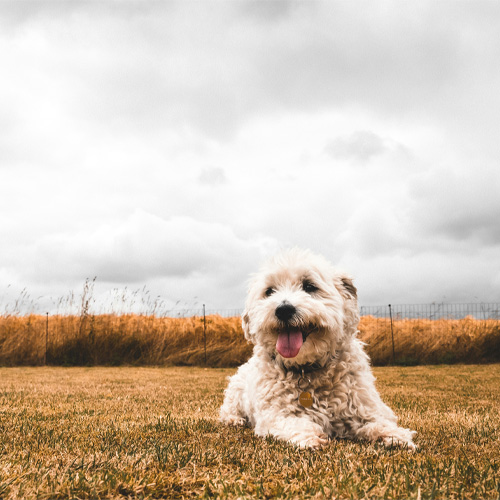 Cute-curl-coated-dog-sitting-on-yellow-grass Cute curl coated dog sitting on yellow grass.