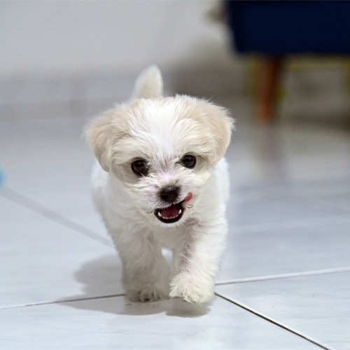 Small-white-puppy-walking-fearlessly Small white puppy walking fearlessly.