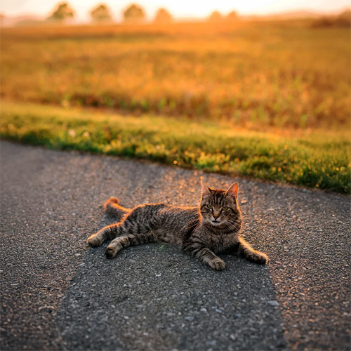 Tabby-Cat-Lounging-on-Pavement-at-Sunset Tabby Cat Lounging on Pavement at Sunset.