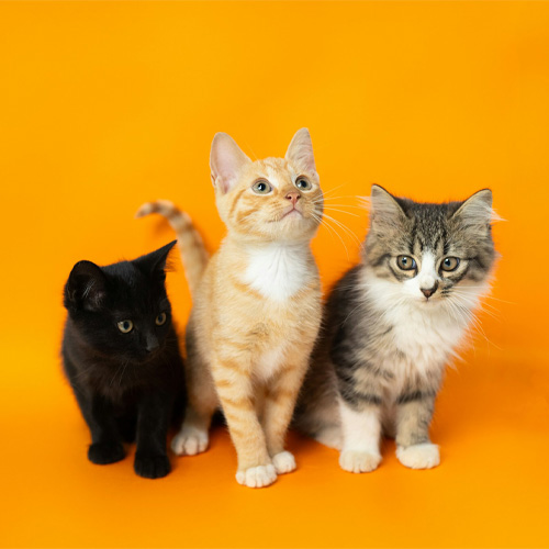 Three-different-colored-cute-kitten-in-frame-with-a-orange-background-for-potrait Three different colored cute kitten in frame with a orange background for portrait.