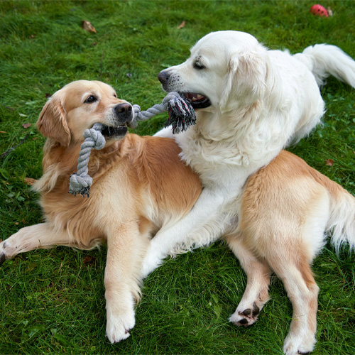 Two-dog-playing-tug-of-war-with-a-ropoe-in-a-grass-yard Two dog playing tug of war with a rope in a grass yard