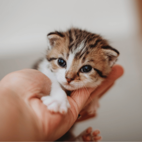 puppy wearing a golden crown yawning.