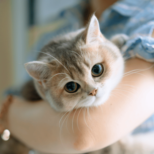 breeding management (2) A small white puppy sitting on a blue couch with a blue background.