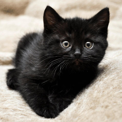 vaccination (5) A cute small white kitten sitting gently.