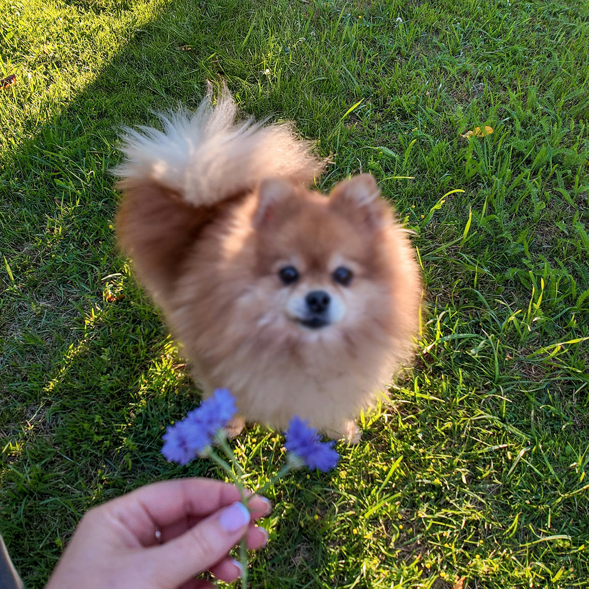 small dog at the park