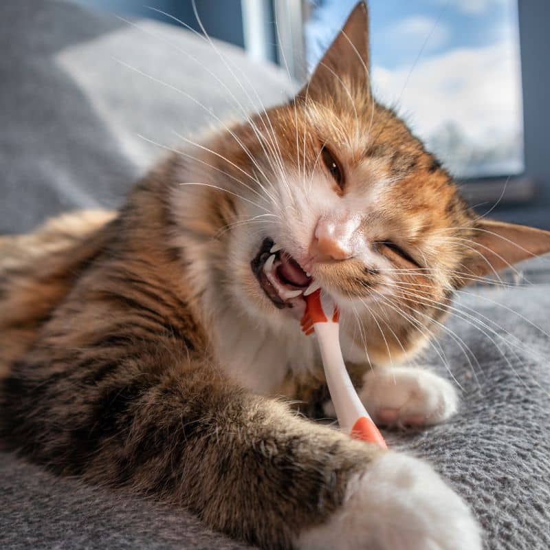 A fluffy cat playfully chews on an orange toothbrush while lying on a gray blanket.