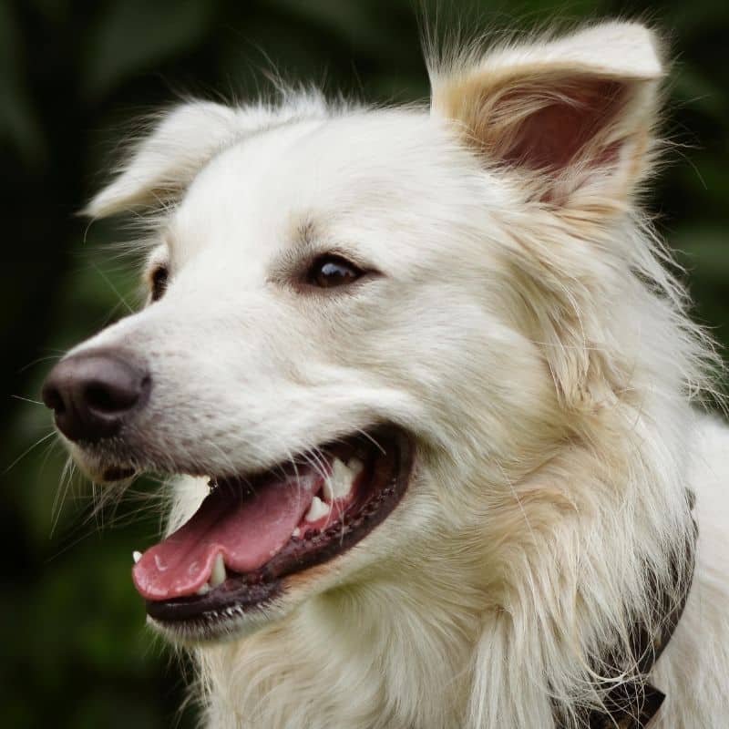 A fluffy, white dog smiling showing teeth.