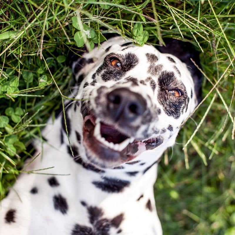 Close-up of a happy Dalmatian lying on its back in green grass.
