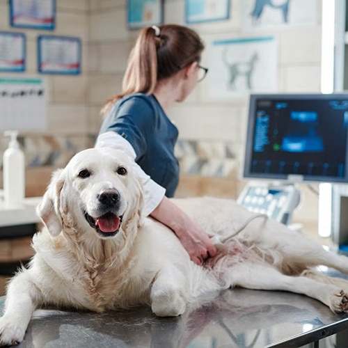 a vet examine it with an ultrasound machine